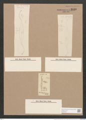 Pleurosigma arcuatum Donkin (de-Toni-Nr.: Genus 13, Species 1093) Zeichnungen Sammlung Grunow Nr. 2130 (NHMW-BOT-W0369166)